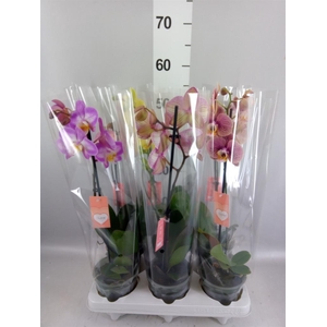 Phalaenopsis   ...mix
