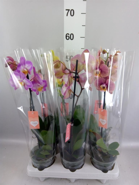 <h4>Phalaenopsis   ...mix</h4>