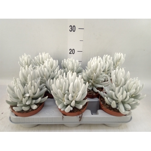 Senecio   ...