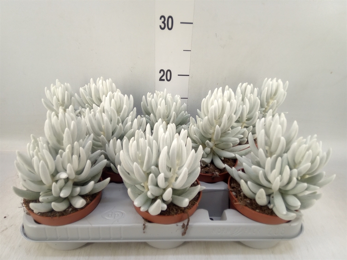 Senecio   ...
