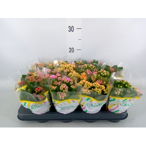 Kalanchoe blos.   ..rosebud mix  5