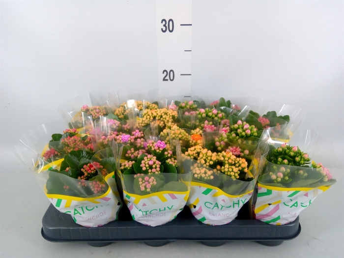 <h4>Kalanchoe blos.   ..rosebud mix  5</h4>