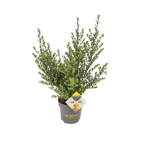 Ilex crenata 'Dark Green' bush 40-60cm