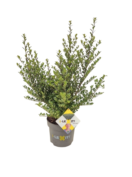 <h4>Ilex crenata 'Dark Green' bush 40-60cm</h4>