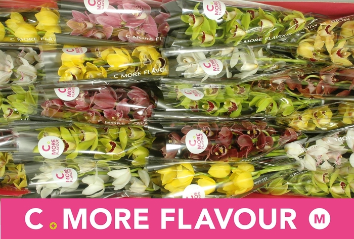 <h4>CYMB MI GEM</h4>