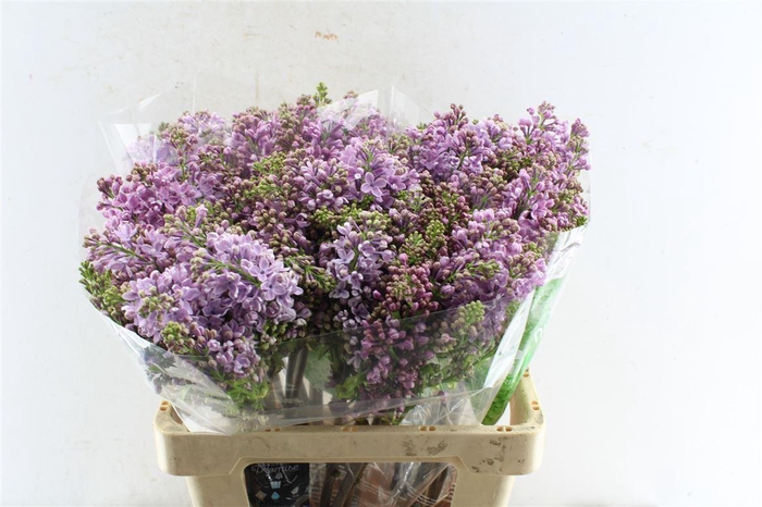 <h4>Syr Dark Koster</h4>