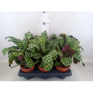 Ctenanthe burle-marxii