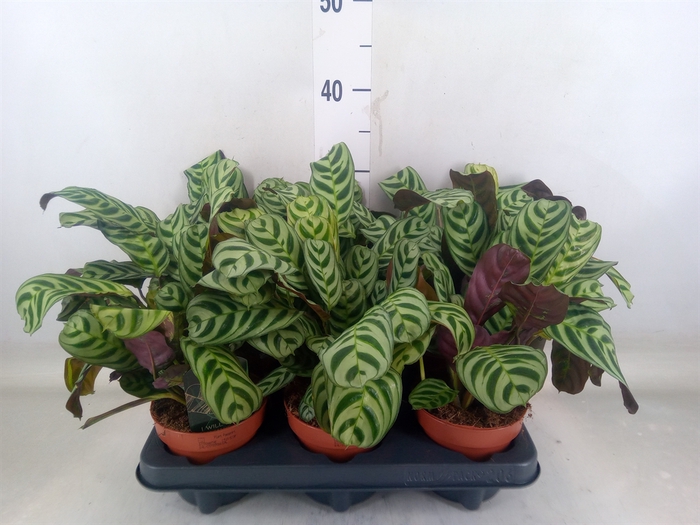 <h4>Ctenanthe burle-marxii</h4>
