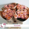 Rosa Garden Vuvuzela