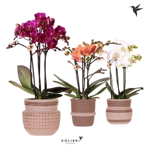 Kolibri Orchids Phalaenopsis mix 3 spike in Ethnic pot sand mix