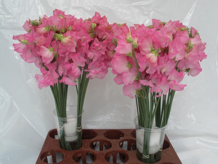 <h4>LATHYR WI SUNS ROSE</h4>