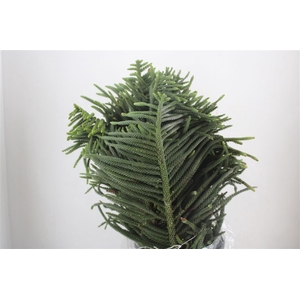 Araucaria Araucana P Bunch