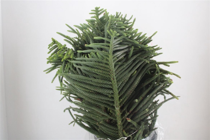 <h4>Araucaria Araucana P Bunch</h4>