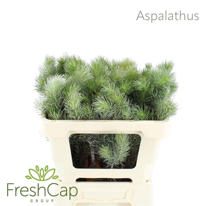 <h4>Aspalathus sp.</h4>