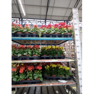 Dahlia  'Royal'   mix