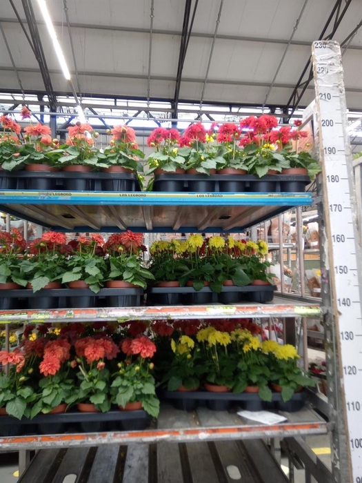 <h4>Dahlia 'Royal' mix</h4>