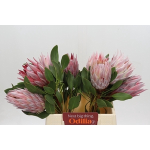 Protea Cynaroides