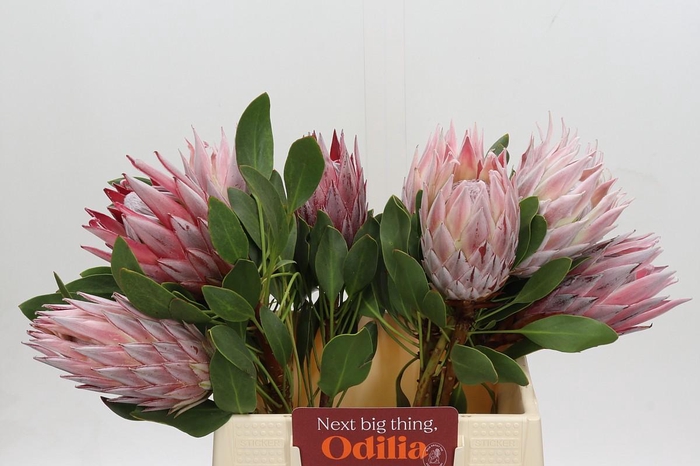 <h4>Protea Cynaroides</h4>