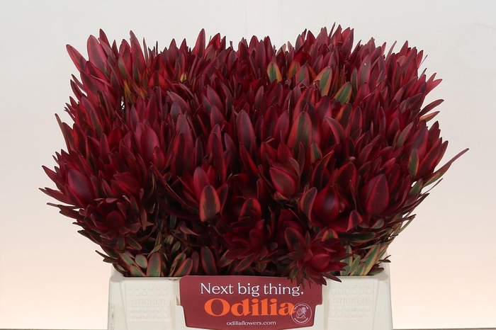 <h4>Leucadendron Jester</h4>