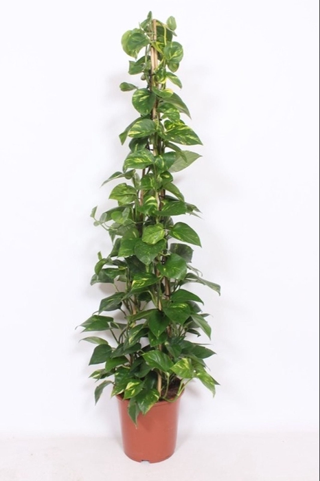 <h4>Epipremnum pinnatum Aureum</h4>