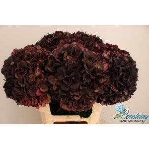 HYDR M MAG D RUBY CL