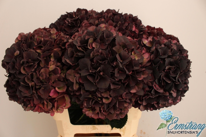 <h4>HYDR M MAG D RUBY CL</h4>