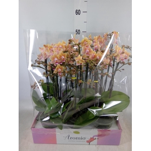 Phalaenopsis multi.   ...yellow