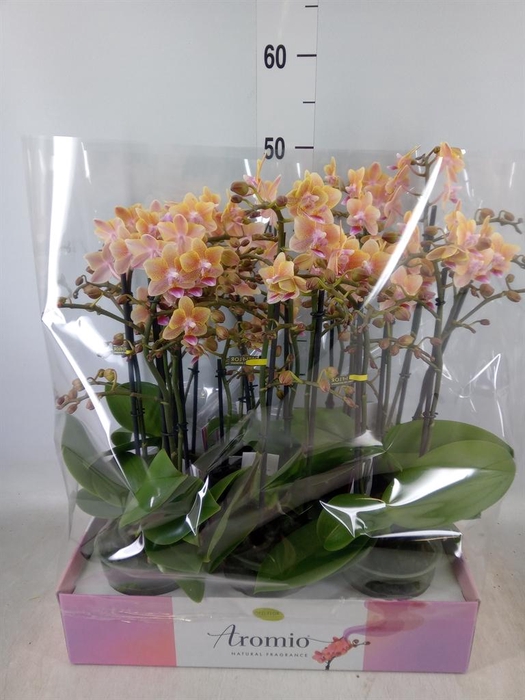<h4>Phalaenopsis multi. ...yellow</h4>