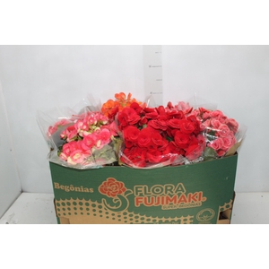 BEGONIA P15