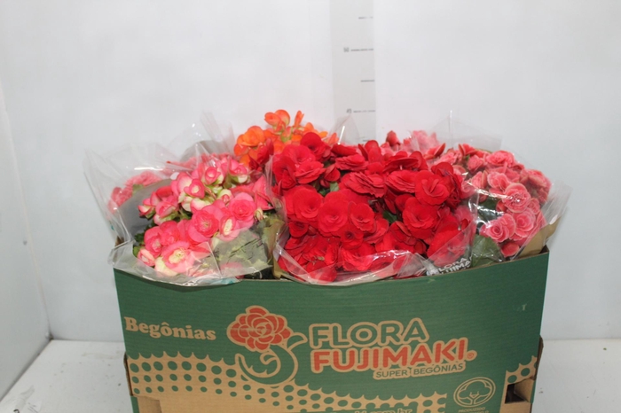<h4>BEGONIA P15</h4>
