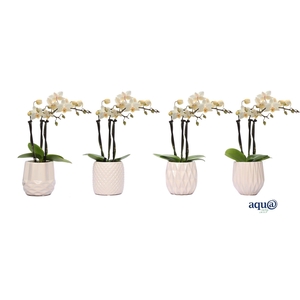 Dolomite Mix Tiny Dolls Wit 3T18+ Aqu@