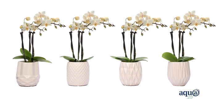 <h4>Dolomite Mix Tiny Dolls Wit 3T18+ Aqu@</h4>