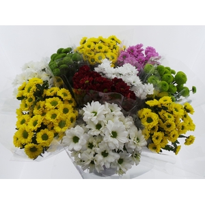 BQ Mono Santini x5 mix 50cm