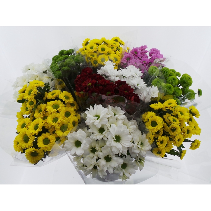 <h4>BQ Mono Santini x5 mix 50cm</h4>