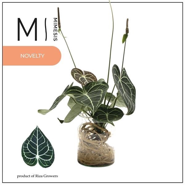 <h4>Mimesis Crystallium KARMA Clarinervium - Aqua Melkbus</h4>