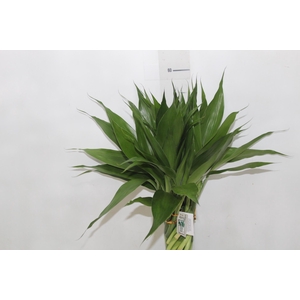 BAMBU TORCIDO ACRILICO