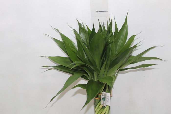 <h4>BAMBU TORCIDO ACRILICO</h4>