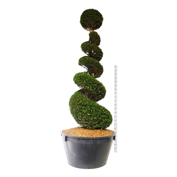 <h4>Taxus baccata</h4>