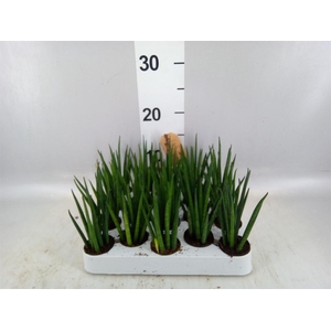 Sansevieria bacularis