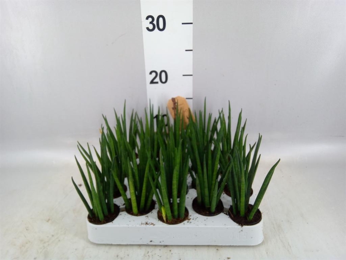 <h4>Sansevieria bacularis</h4>