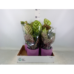 Calathea makoyana
