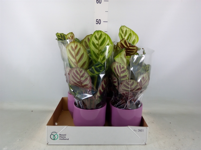 <h4>Calathea makoyana</h4>