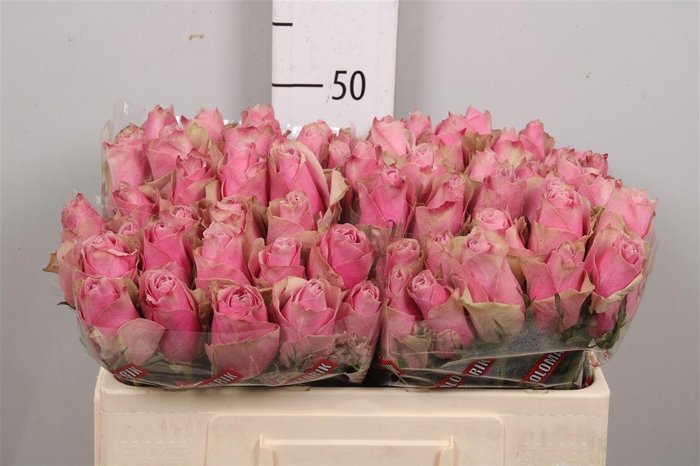 <h4>R Gr Athena Royale</h4>