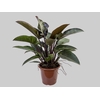 PHILODENDRON RUBRO P30