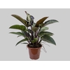 PHILODENDRON RUBRO P30