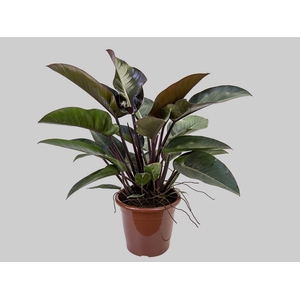 PHILODENDRON RUBRO P30