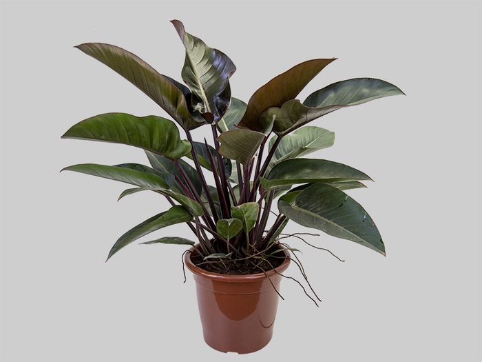 <h4>PHILODENDRON RUBRO P30</h4>