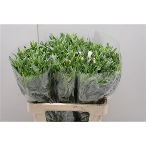 Clarkia Bicolor White