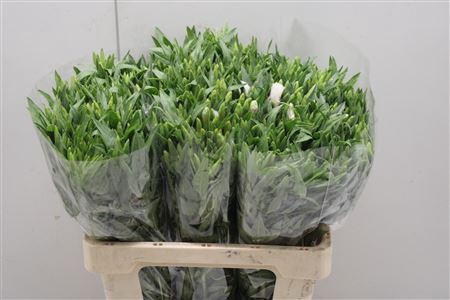 <h4>Clarkia Bicolor White</h4>