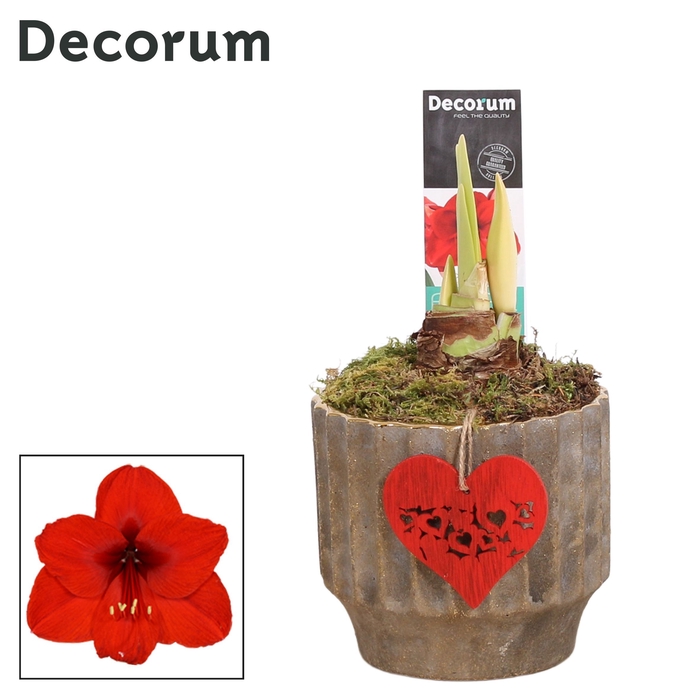 Hippeastrum Rood 2 Knop in Ompot Jane LOVE (Decorum)